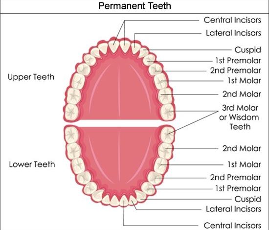 tooth number chart