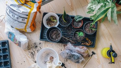 5 Garden Essentials for Gardening and Landscaping
