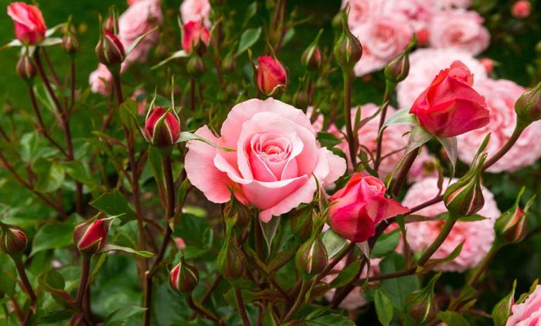 7 Most Beautiful Rose Species That Are Delight To Our Eyes